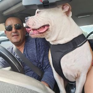 Meet your Posher, Pedro